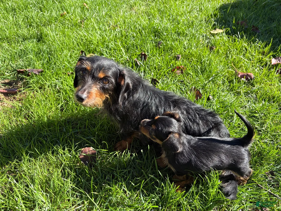 Dorkie dogs for sale: Dorkie 1 - Ad 2
