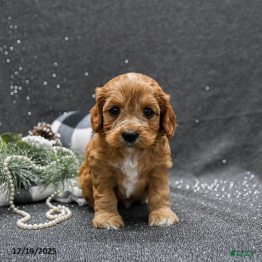 Cavapoo dogs for sale: Paisley - Ad 2