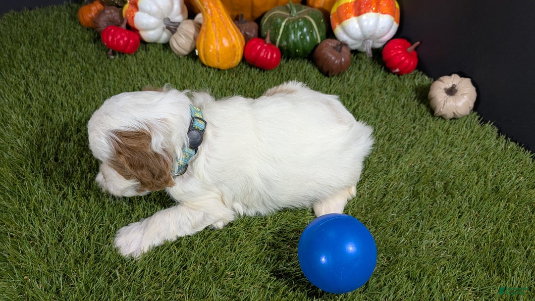 Cavapoo dogs for sale: Cavapoo Puppy 1 - Ad 5
