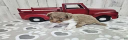 Mini Aussiedoodle dogs for sale: F1 Raspberry - Ad 2