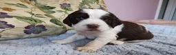 English Springer Spaniel dogs for sale: Larry  - Ad 5