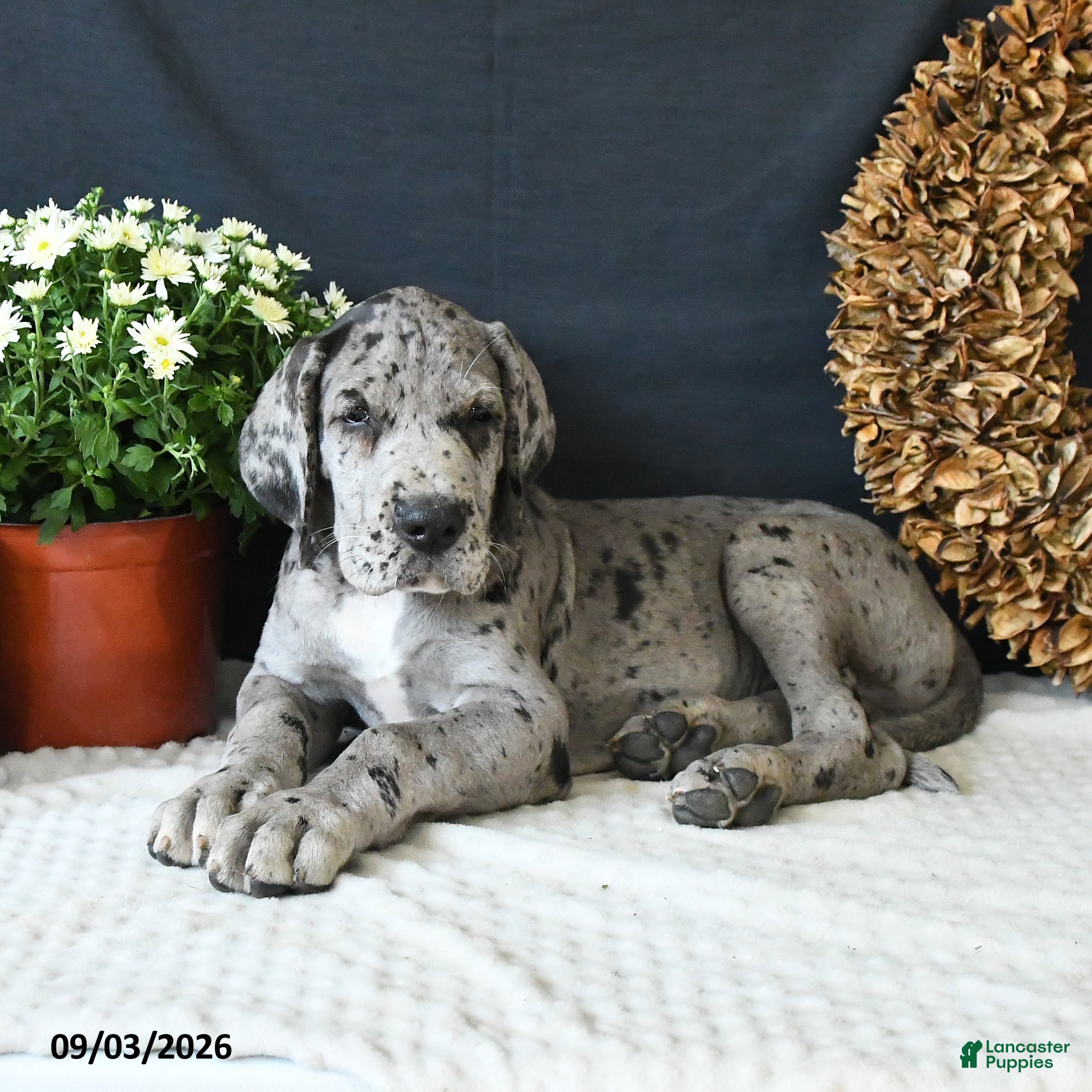 Great Dane dogs Dallas - Ad 1