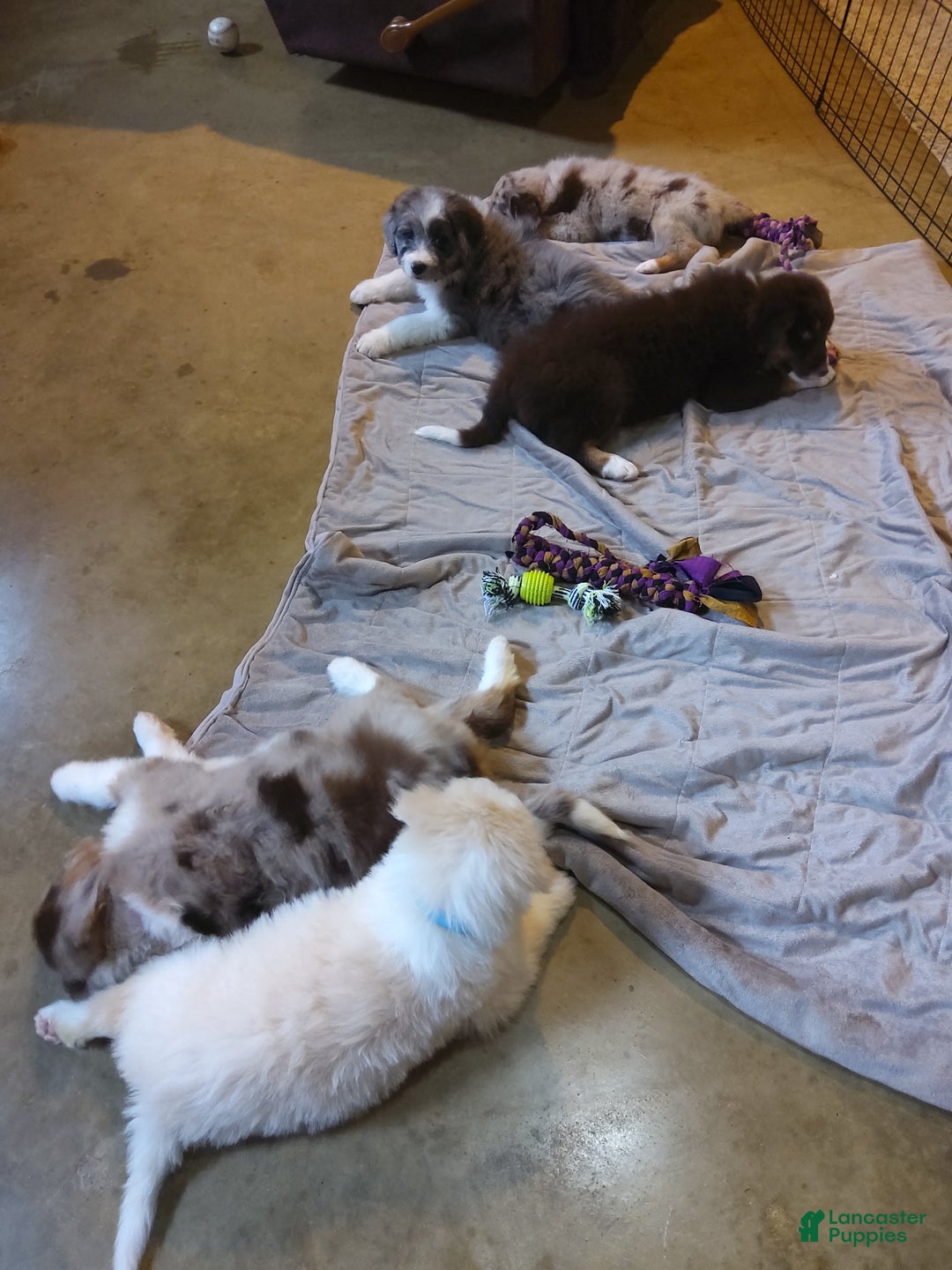 Aussiedoodle dogs for sale: Flo - Ad 6