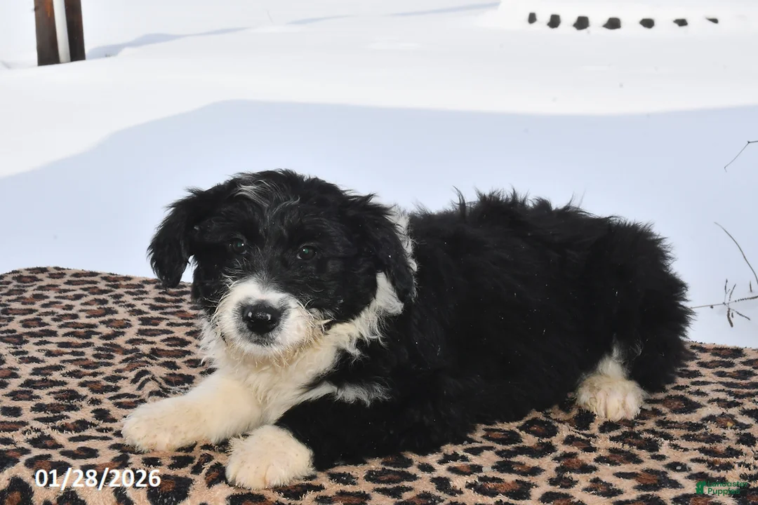 Aussiedoodle dogs for sale: Dally - Ad 3