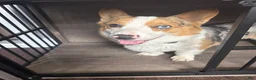 Welsh Corgi Cardigan dogs for sale: Goofy  - Ad 2
