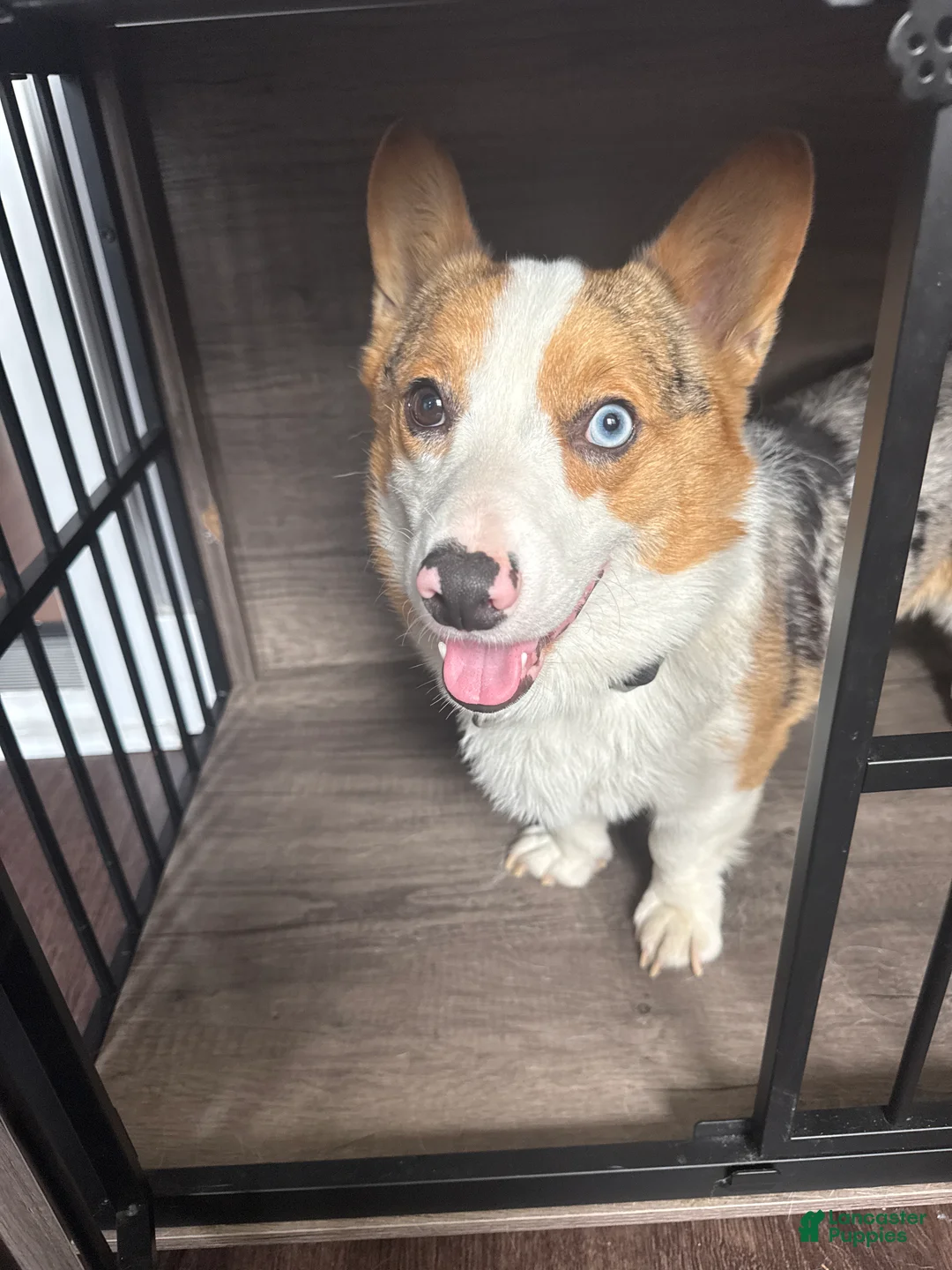 Welsh Corgi Cardigan dogs for sale: Goofy  - Ad 2