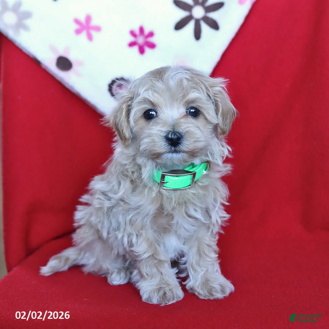 Maltipoo dogs for sale: Teddy - Ad 3