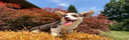 Welsh Corgi Pembroke dogs for sale: CLARK - Ad 6
