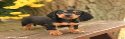 Miniature Dachshund dogs for sale: Diamond - Ad 3