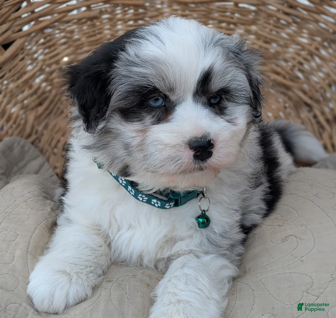 Aussiedoodle dogs for sale: Aussiedoodle Puppy 1 - Ad 1