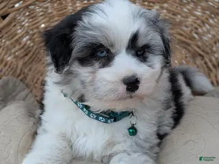 Aussiedoodle dogs Aussiedoodle Puppy 1 - Ad 4