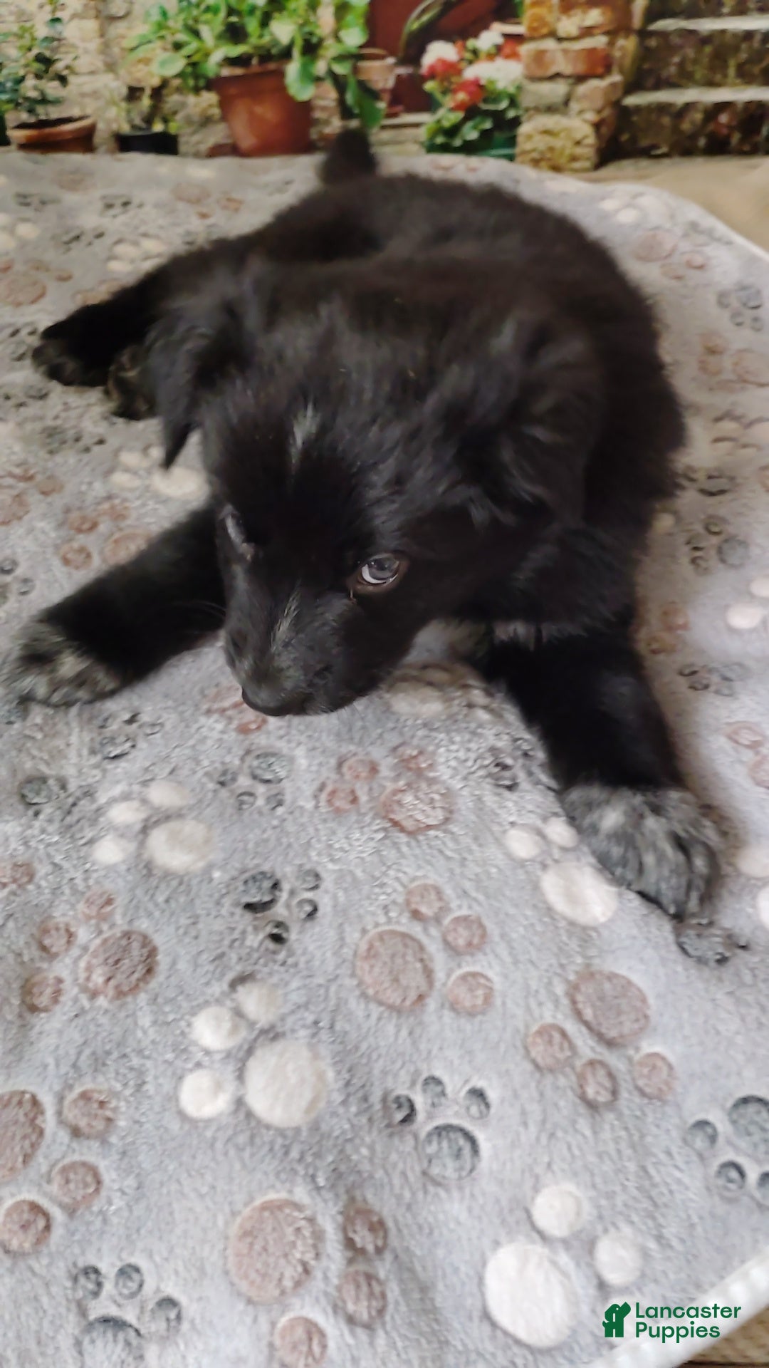 Mixed Breed dogs Mixed Breed 2 - Ad 1