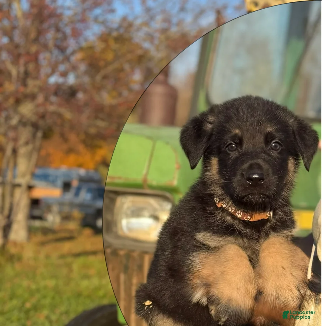 German Shepherd dogs for sale: Brown Collar  - Ad 2