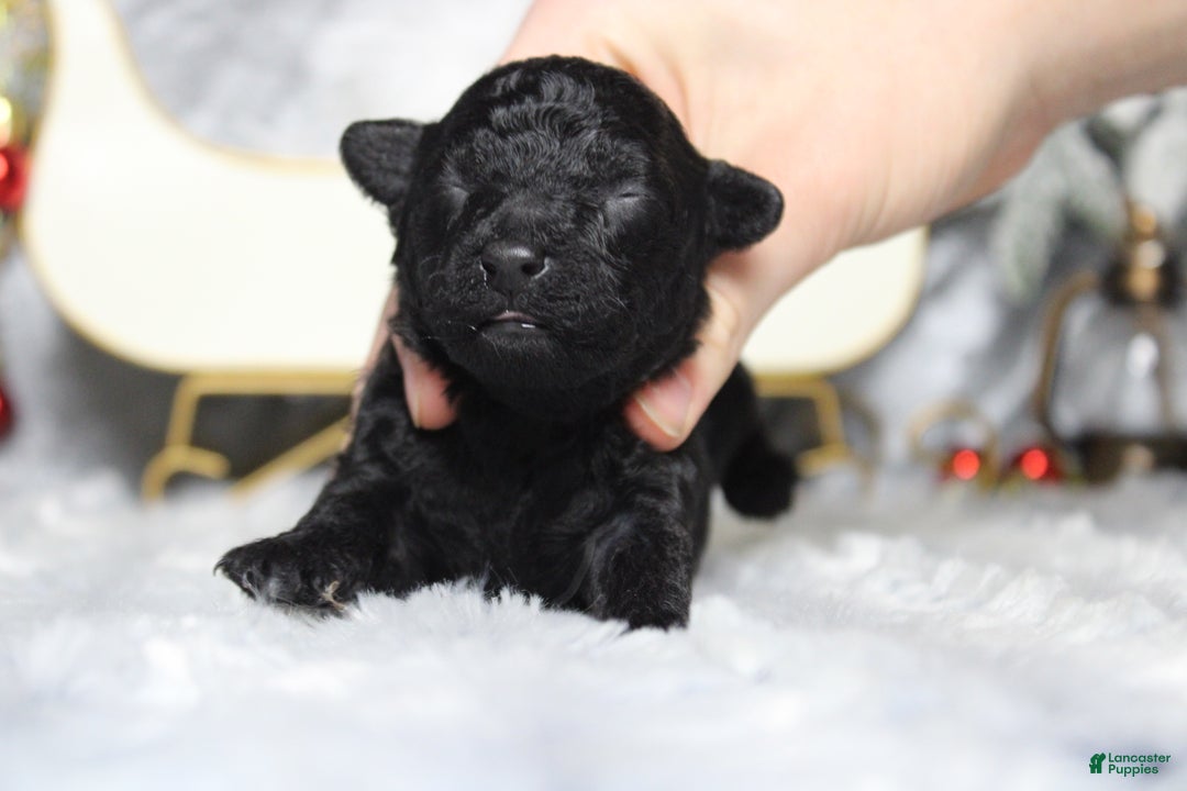 Toy Poodle dogs for sale: Onyx - Ad 5