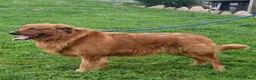 Golden Retriever dogs for sale: Rose   - Ad 6