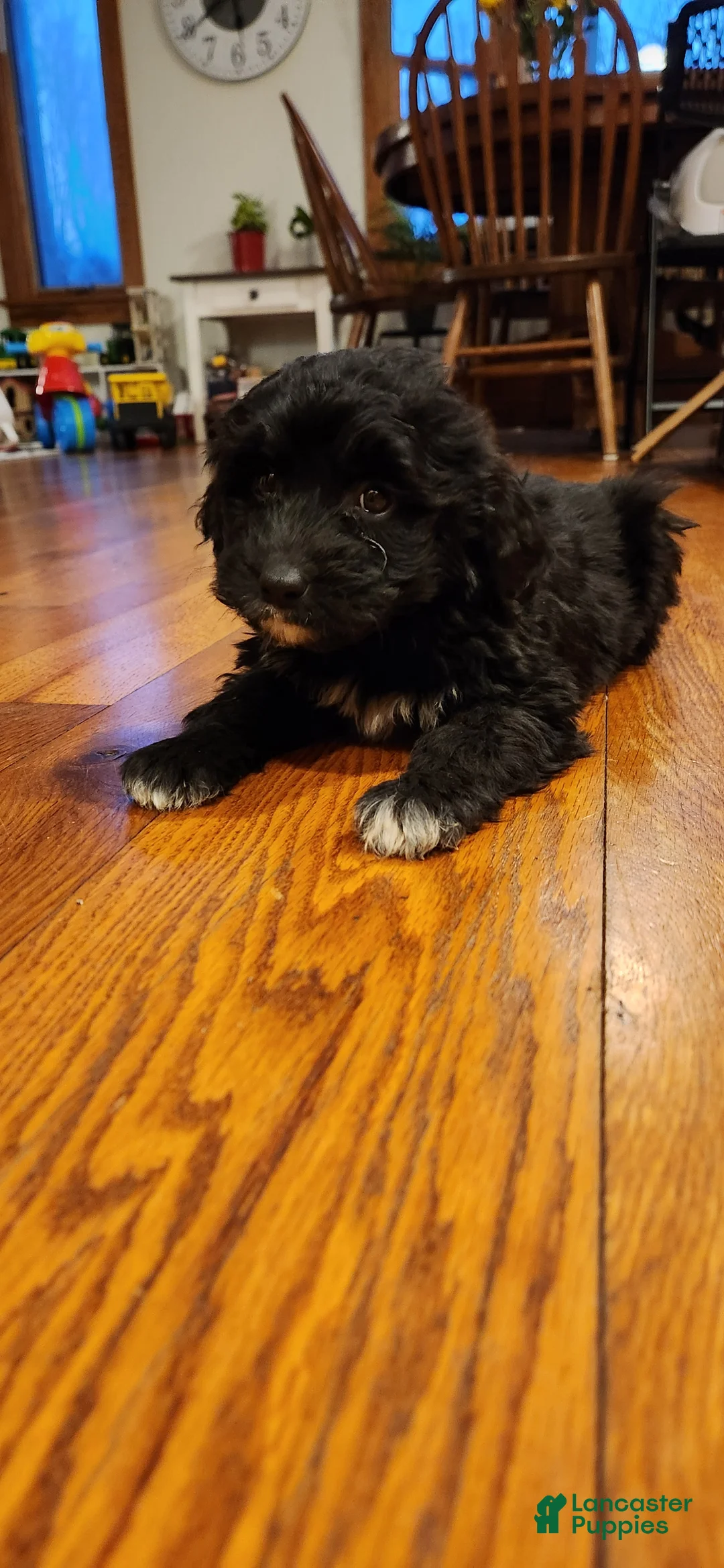 Portuguese Water Dog dogs for sale: Everest - Ad 5