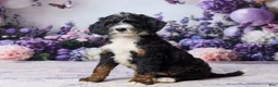 Bernedoodle dogs for sale: Luna - Ad 5