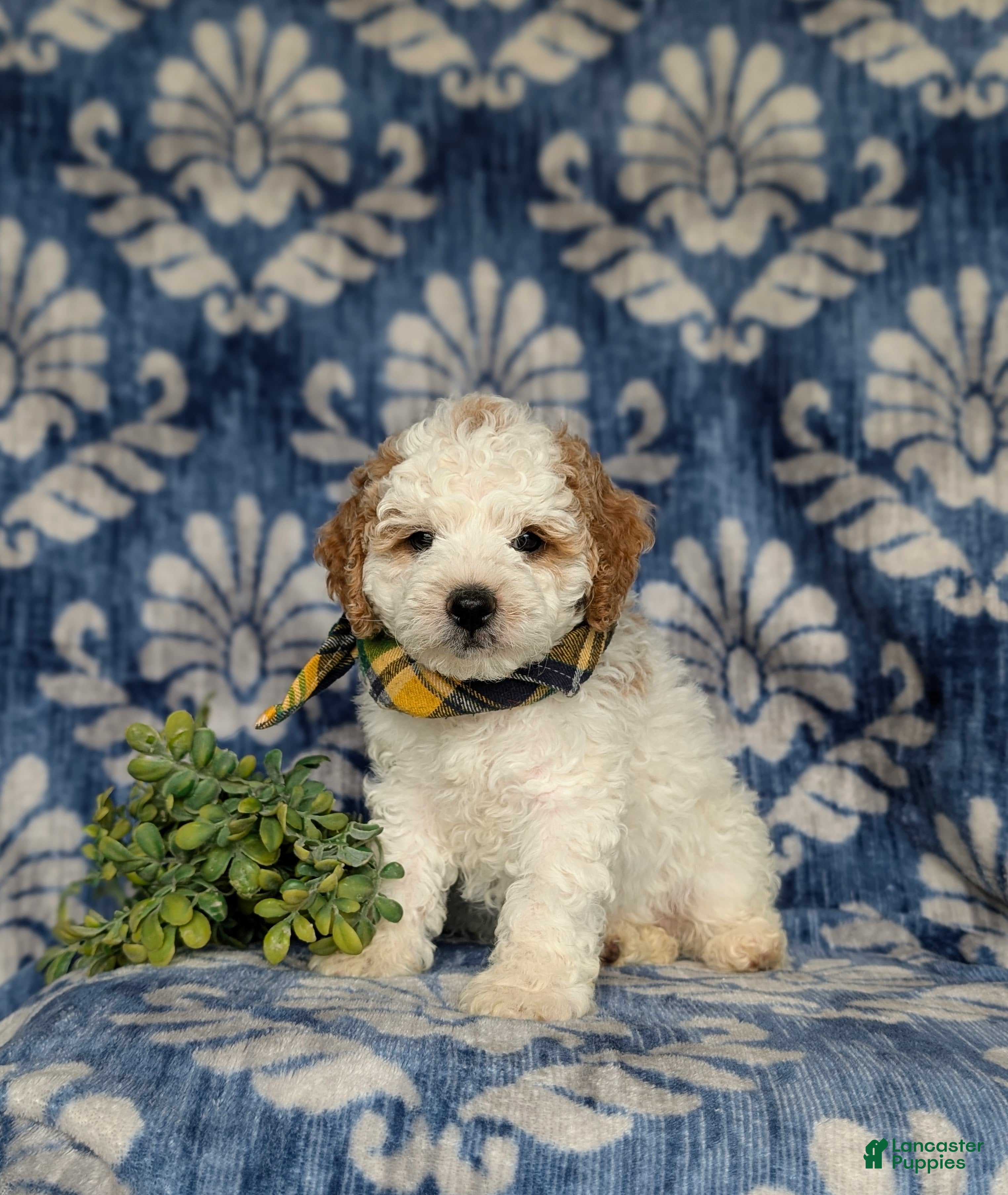 Miniature Poodle dogs for sale: Oakley - Ad 1