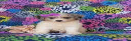 Mini Bernedoodle dogs for sale: Gianna Hypoallergenic - Ad 2