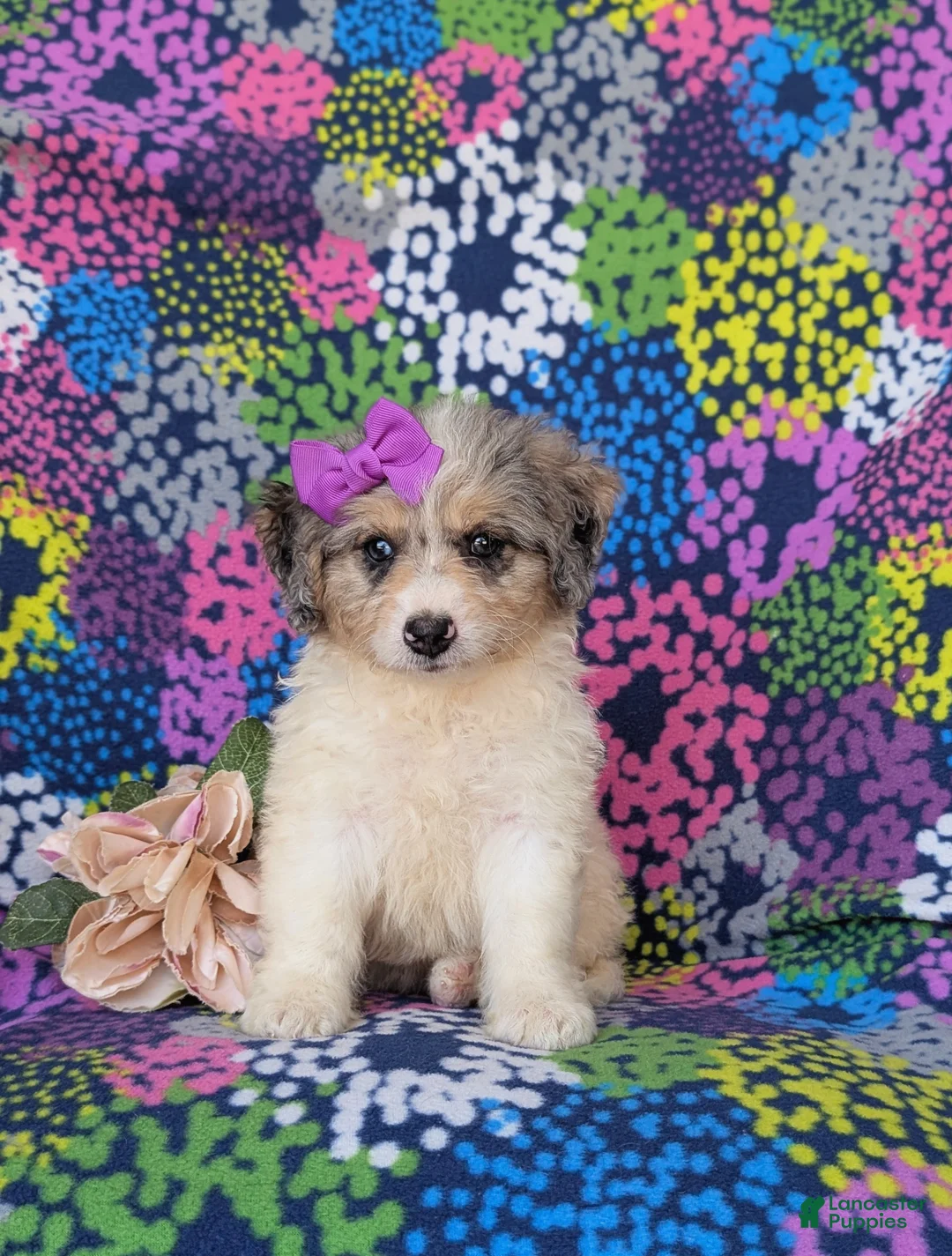Mini Bernedoodle dogs for sale: Gianna Hypoallergenic - Ad 2