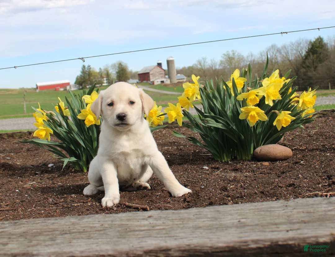 Mixed Breed dogs for sale: Dandelion - Ad 1