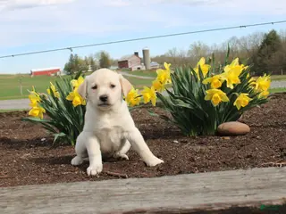 Mixed Breed dogs Dandelion - Ad 40