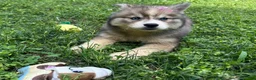 Siberian Husky dogs for sale: RUBY - Ad 26