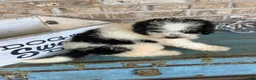Mini Bernedoodle dogs for sale: Beau - Ad 3