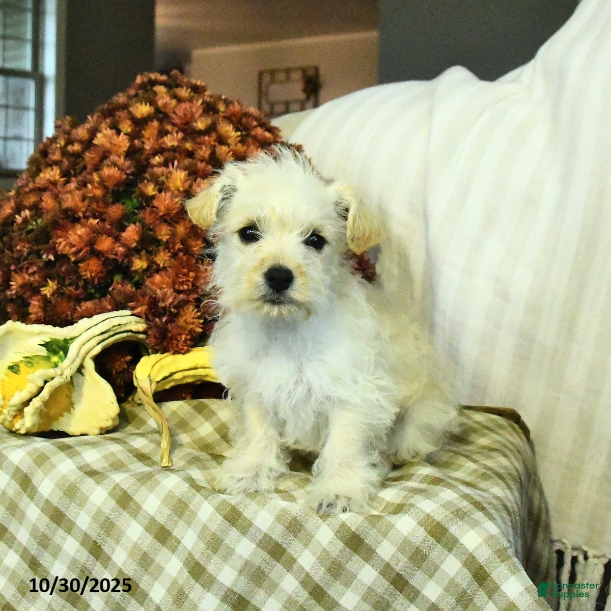 Mixed Breed dogs Dory - Ad 8