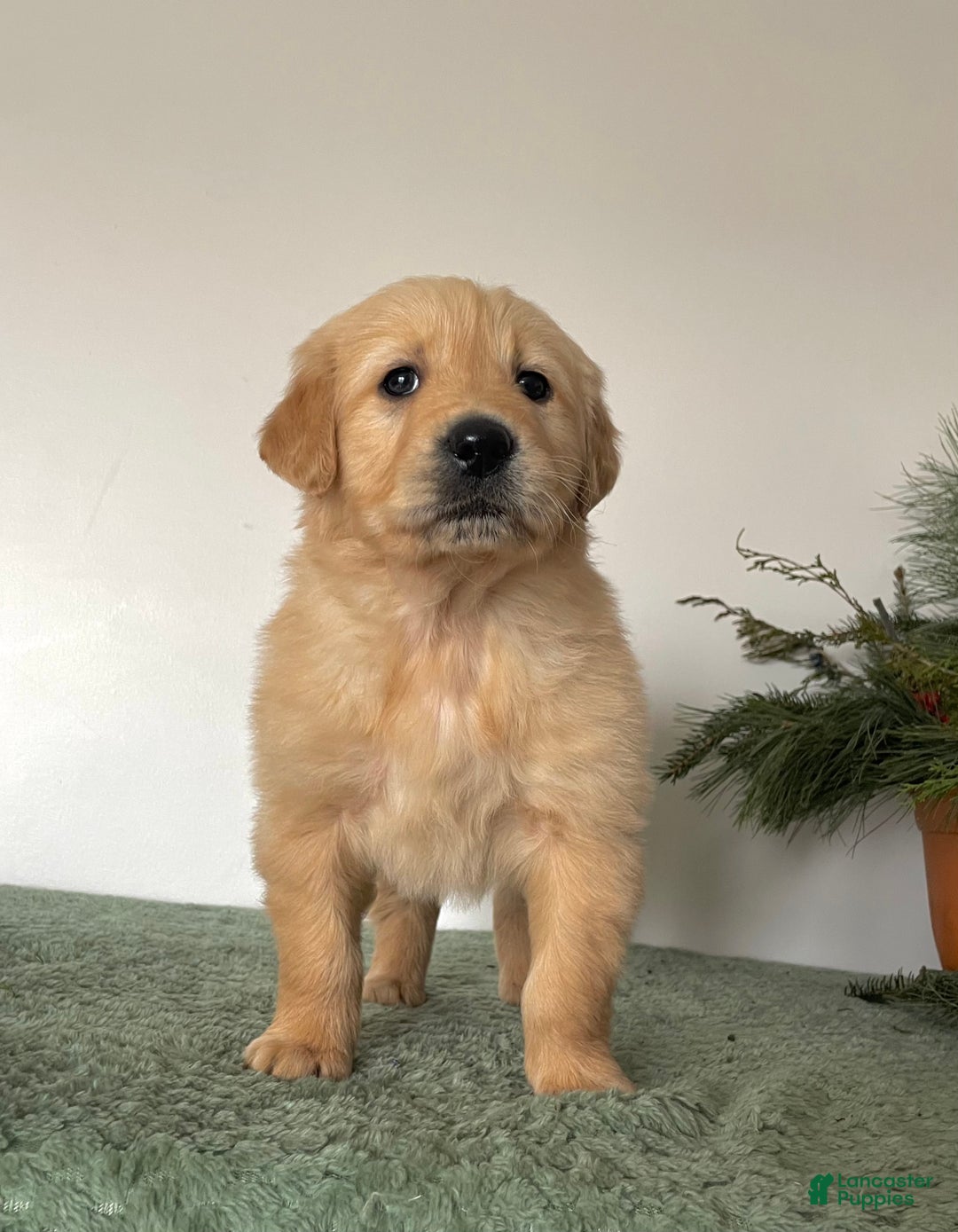 Golden Retriever dogs for sale: Duke - Ad 2