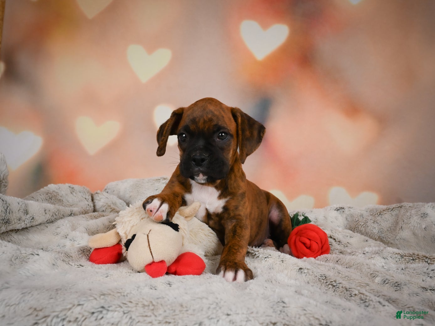 Boxer dogs Missy - Ad 1