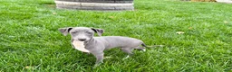 Italian Greyhound dogs for sale: Sadie  - Ad 10