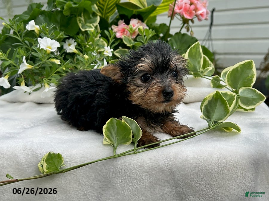 Yorkshire Terrier dogs Koko - Ad 1