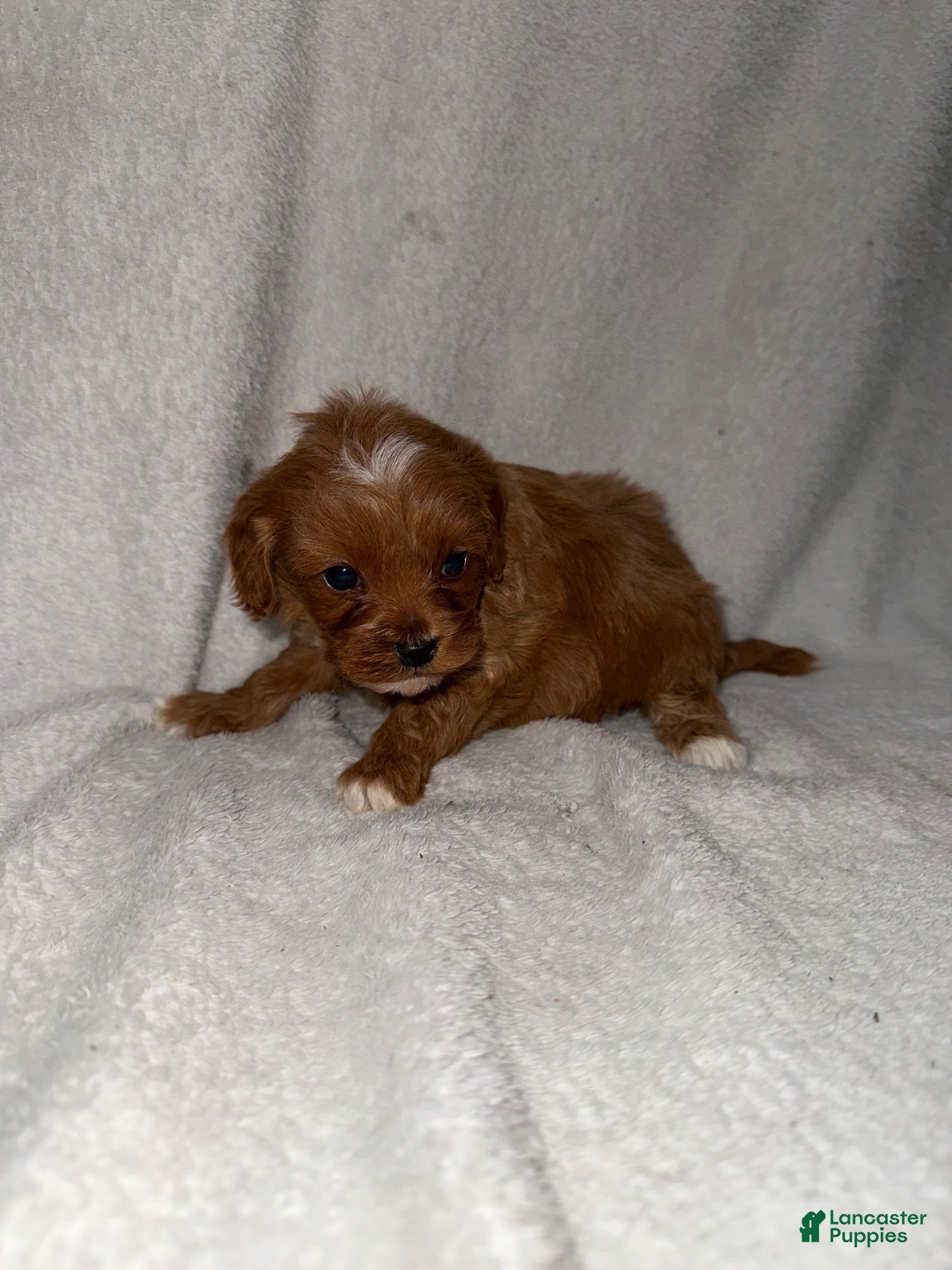 Cavapoo dogs Cavapoo Puppy 2 - Ad 26