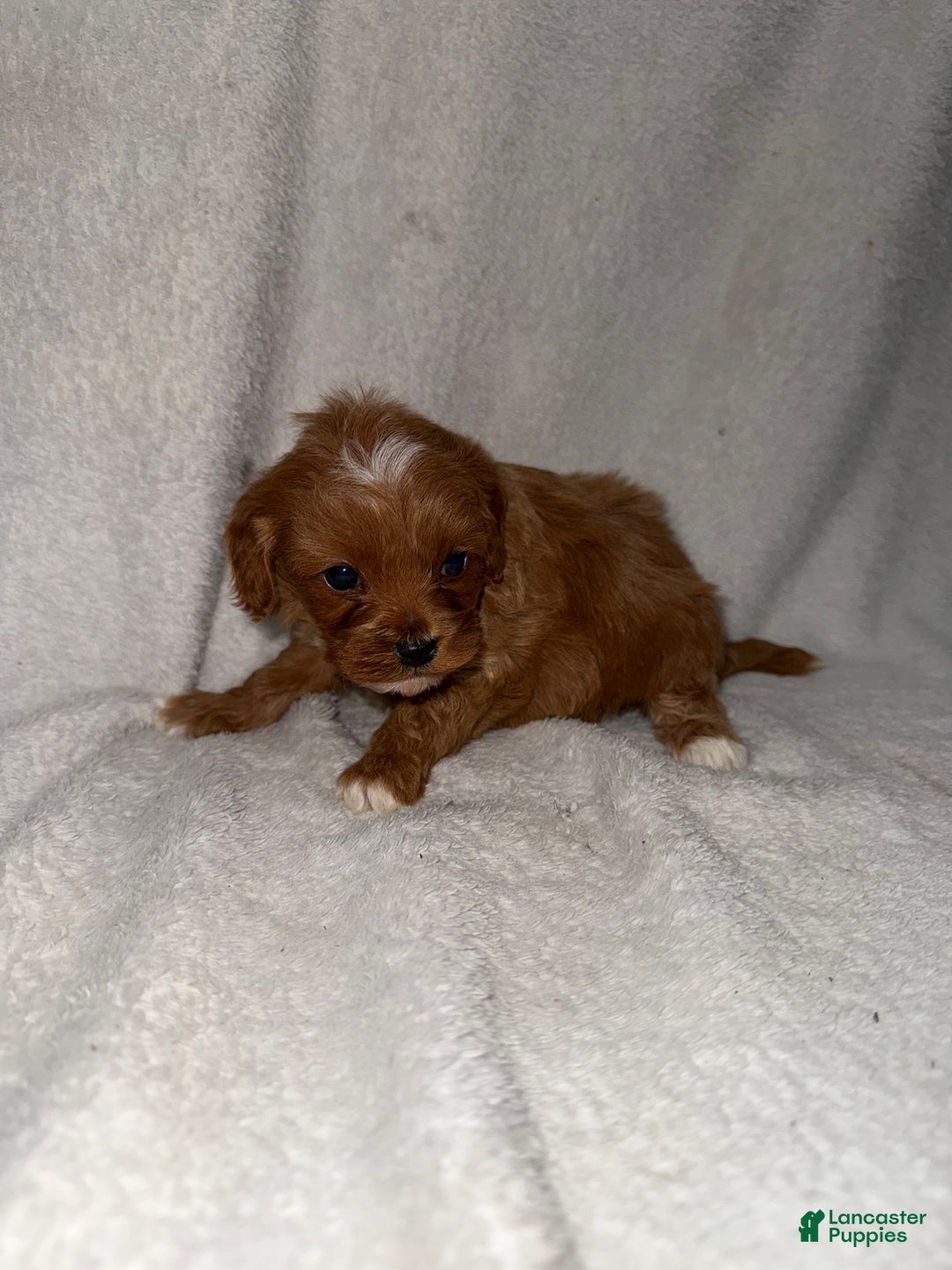 Cavapoo dogs for sale: Cavapoo Puppy 2 - Ad 1