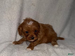 Cavapoo dogs Cavapoo Puppy 2 - Ad 38