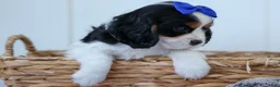 Cavalier King Charles Spaniel dogs for sale: Walker 🩵 - Ad 6