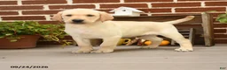 Labrador Retriever dogs for sale: Cheeto - Ad 2