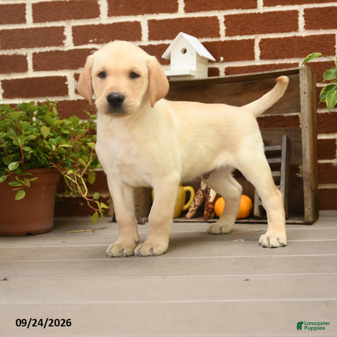 Labrador Retriever dogs for sale: Cheeto - Ad 2