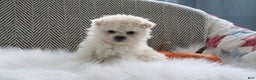 Pomapoo dogs for sale: Bella - Ad 5