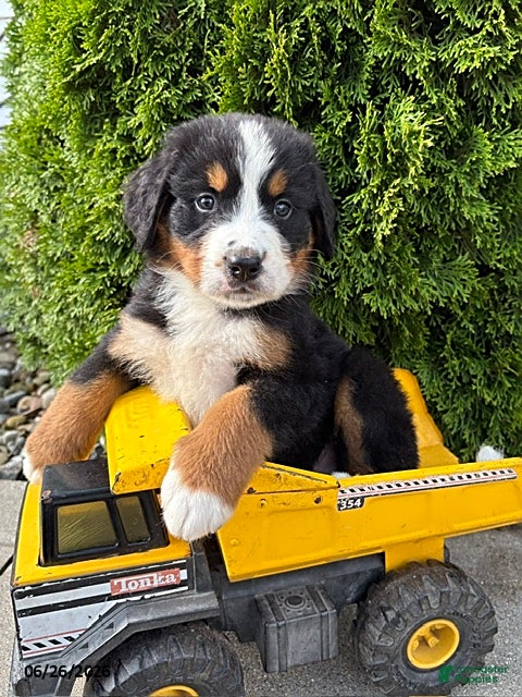 Bernese Mountain Dog dogs Boone - Ad 1