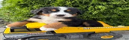 Bernese Mountain Dog dogs for sale: Boone - Ad 1