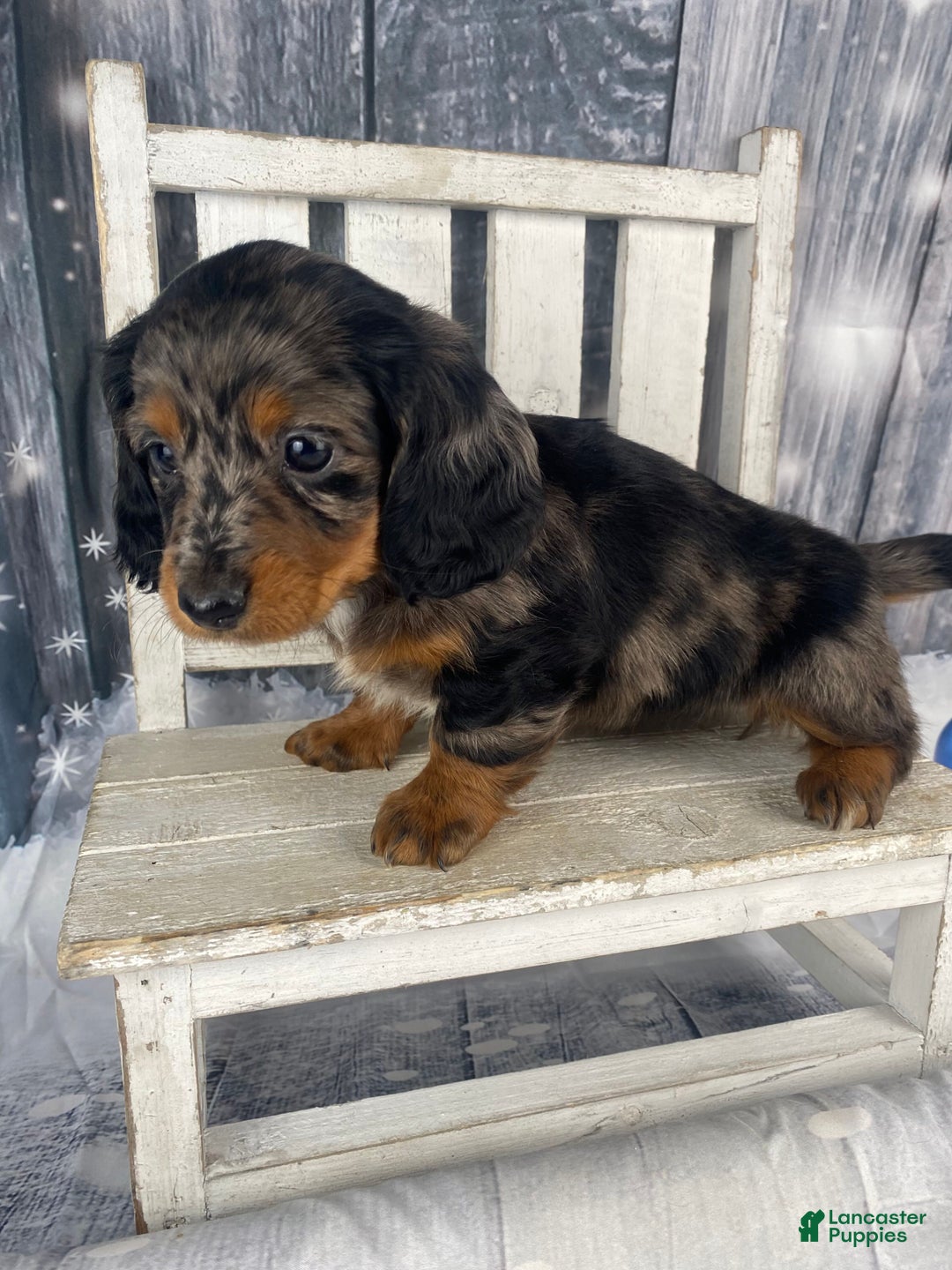 Miniature Dachshund dogs for sale: Dixie - Ad 9