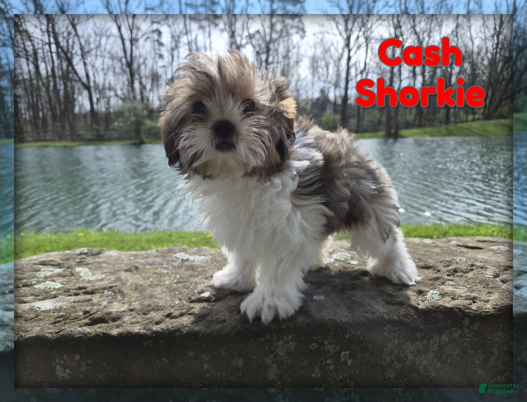 Shorkie dogs Cash - Ad 1