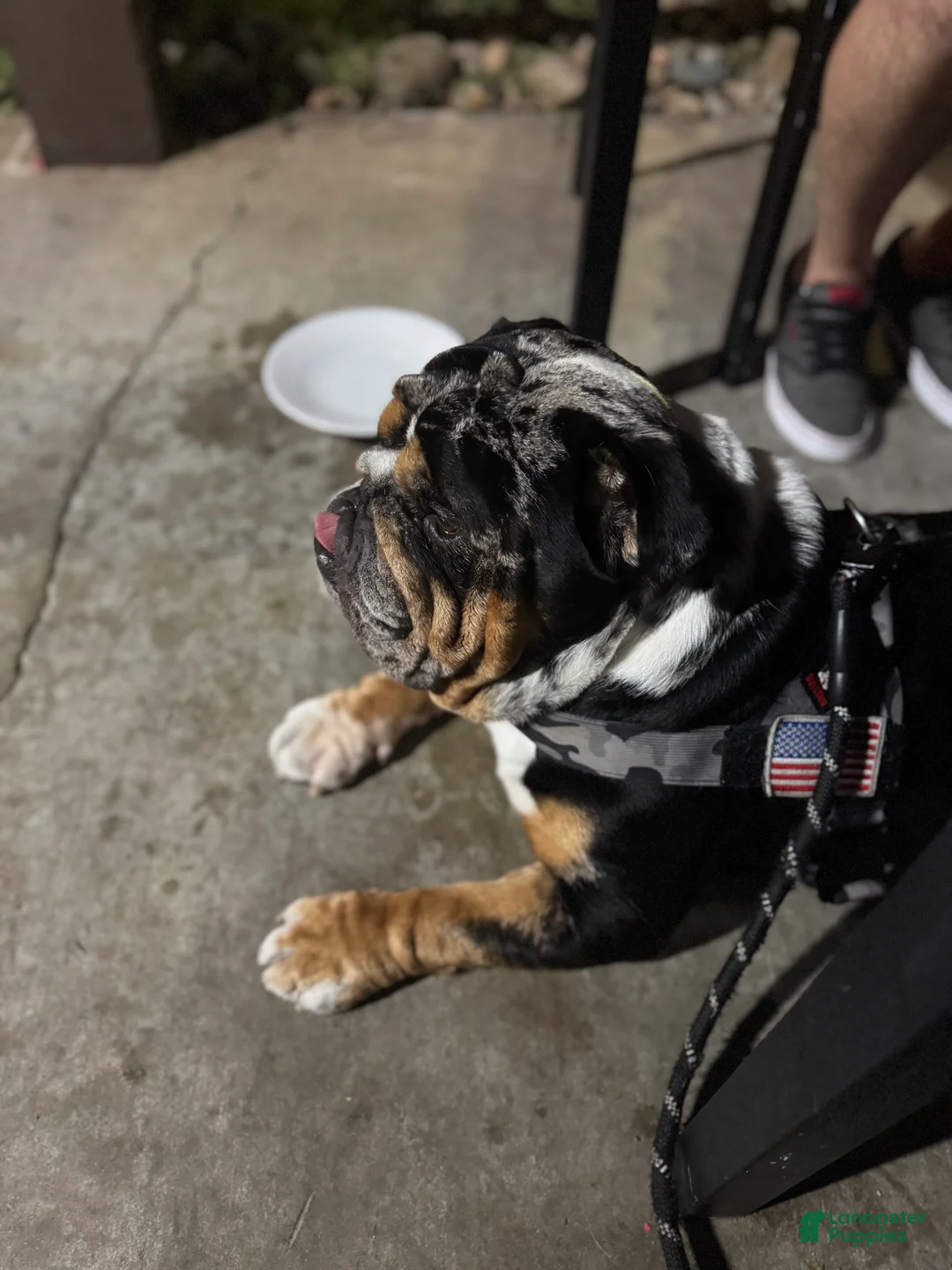 English Bulldog dogs for stud: Diesel - Ad 7