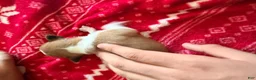 Chihuahua dogs for sale: Chihuahua Puppy 2 - Ad 2