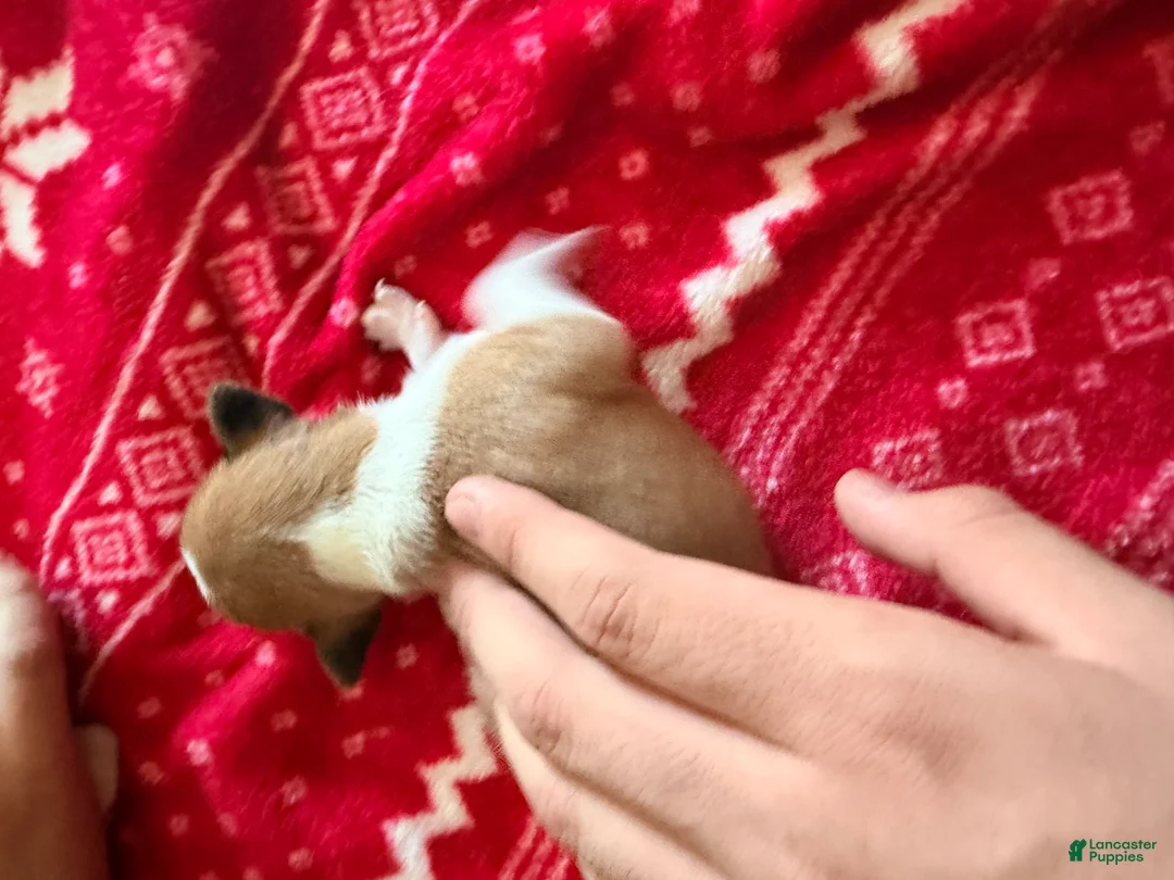 Chihuahua dogs for sale: Chihuahua Puppy 2 - Ad 2