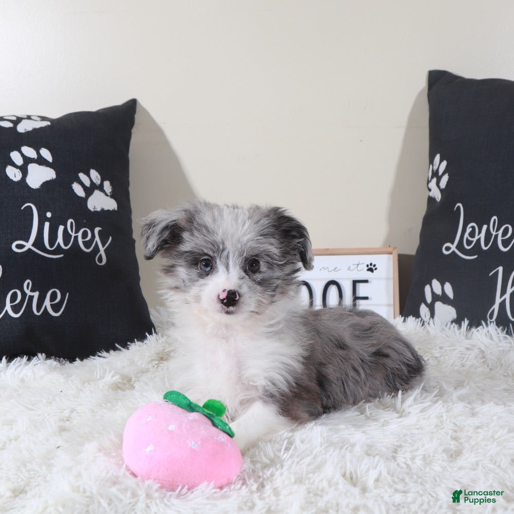 Mini Aussiedoodle dogs Mini Aussiedoodle Jessie - Ad 38