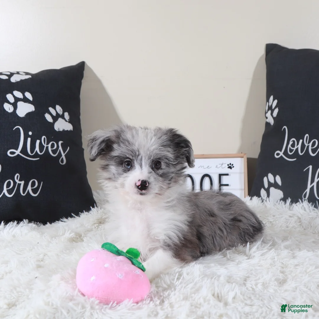 Mini Aussiedoodle dogs for sale: Mini Aussiedoodle Jessie - Ad 1