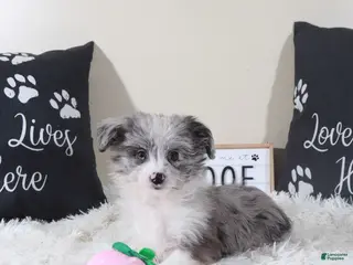 Mini Aussiedoodle dogs Mini Aussiedoodle Jessie - Ad 40